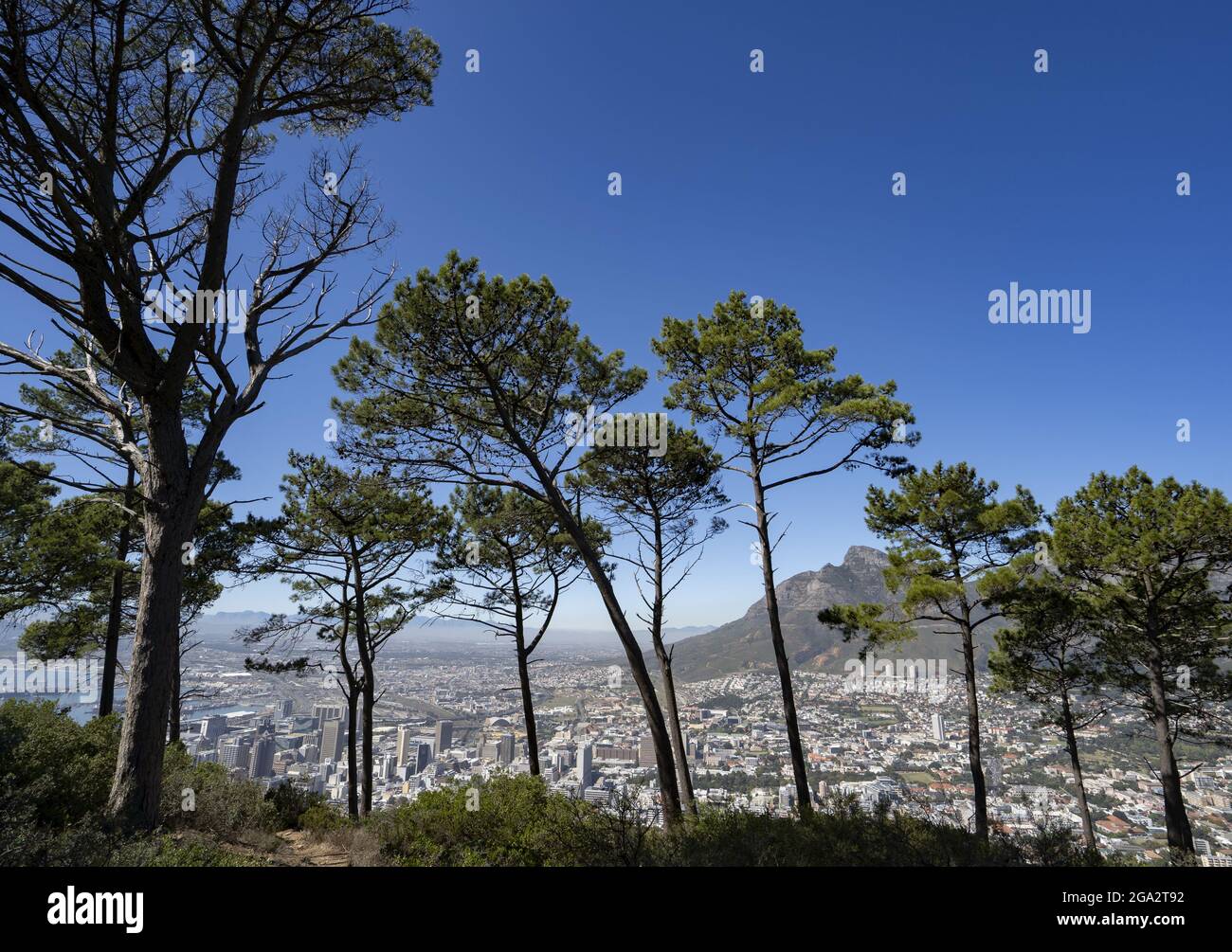 En regardant à travers les arbres, vous pouvez admirer les gratte-ciel du Cap et Devil's Peak depuis signal Hill Park, Cape Town, province du Cap, Afrique du Sud Banque D'Images