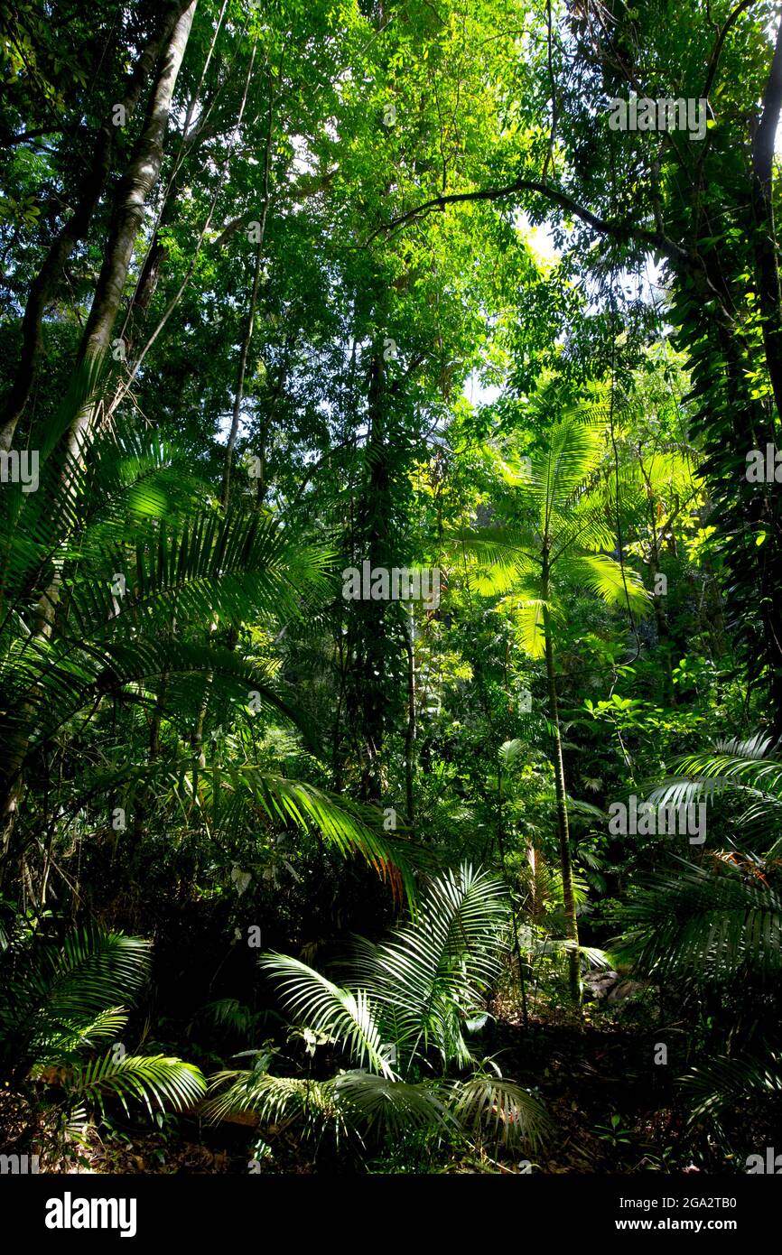 Flora of the Daintree Rainforest of Queensland, Eastern Kuku Yalani, Australie ; Cow Bay, Queensland, Australie Banque D'Images Flora of the Daintree Rainforest of Queensland, Eastern Kuku Yalani, Australie ; Cow Bay, Queensland, Australie Banque D'Images