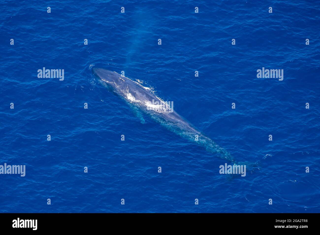 La baleine bleue (Balaenoptera musculus) souffle de l'air à travers le trou de soufflage, vu de l'air au large de la côte ouest du Sri Lanka Banque D'Images