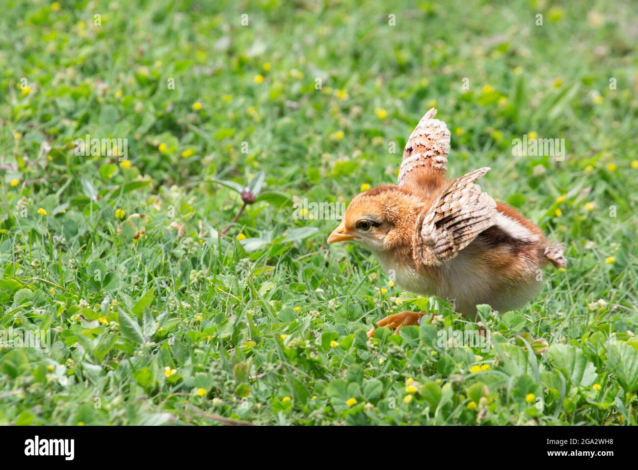 Le joli poulet de bébé étalant ses ailes tout en marchant à travers un champ Banque D'Images
