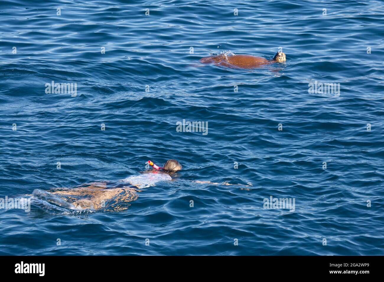 Femme snorkeling avec tortue de mer dans l'océan Pacifique le long de la côte ouest de Kauai, Hawaï Banque D'Images