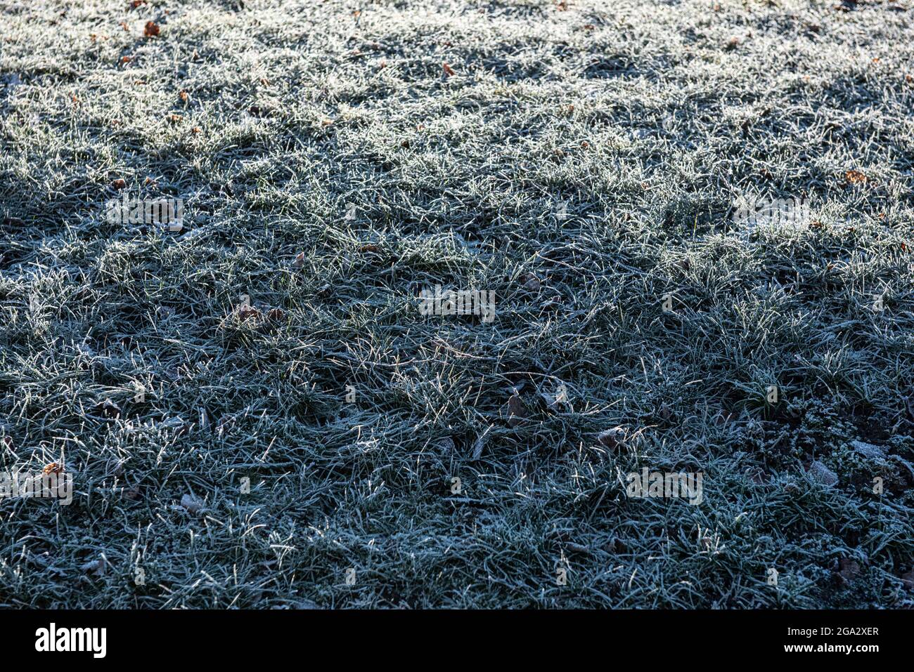 Herbe congelée en plein soleil d'hiver Banque D'Images