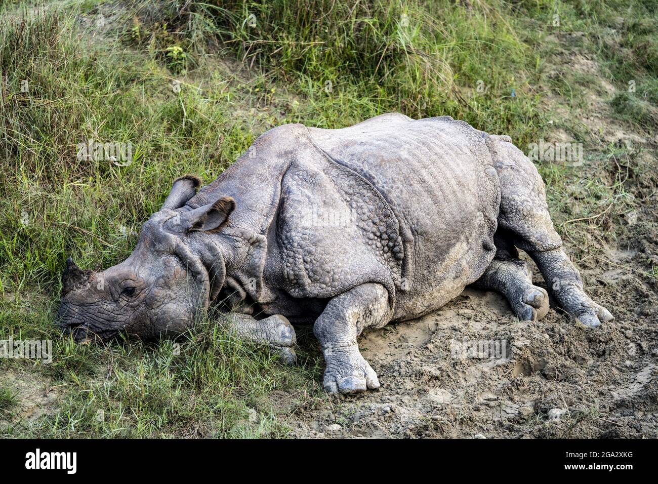 rhinocéros indien (Rhinoceros unicornis) dans le parc national de Chitwan, au Népal; Chitwan, au Népal Banque D'Images