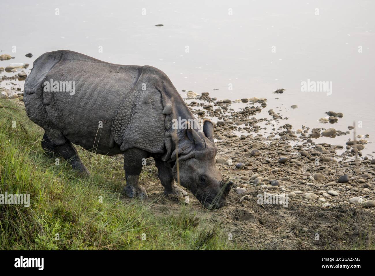 rhinocéros indien (Rhinoceros unicornis) dans le parc national de Chitwan, au Népal; Chitwan, au Népal Banque D'Images