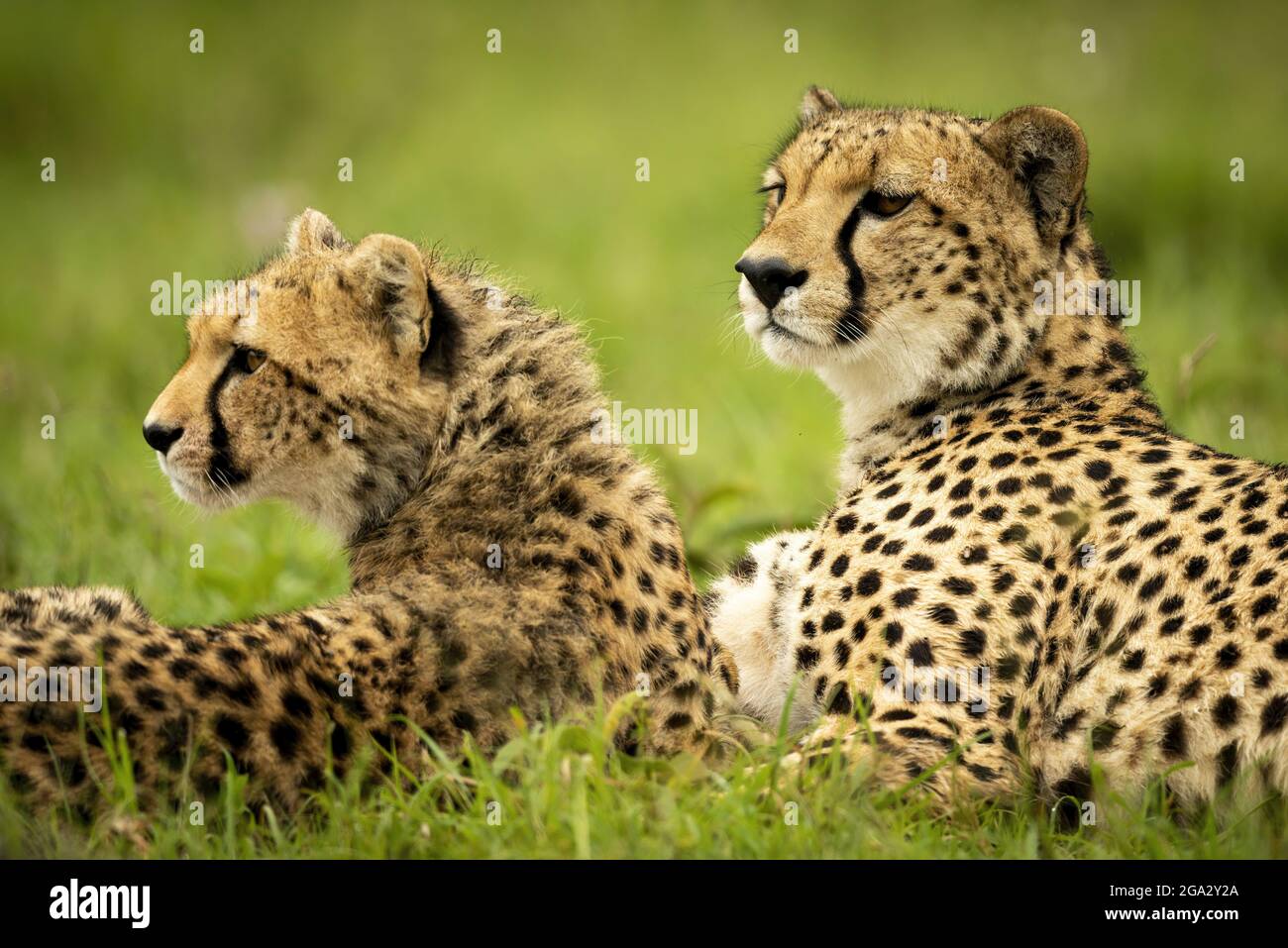 Gros plan du guépard (Acinonyx jubatus) et du cub allongé au loin, Réserve nationale de Maasai Mara; Narok, Masai Mara, Kenya Banque D'Images