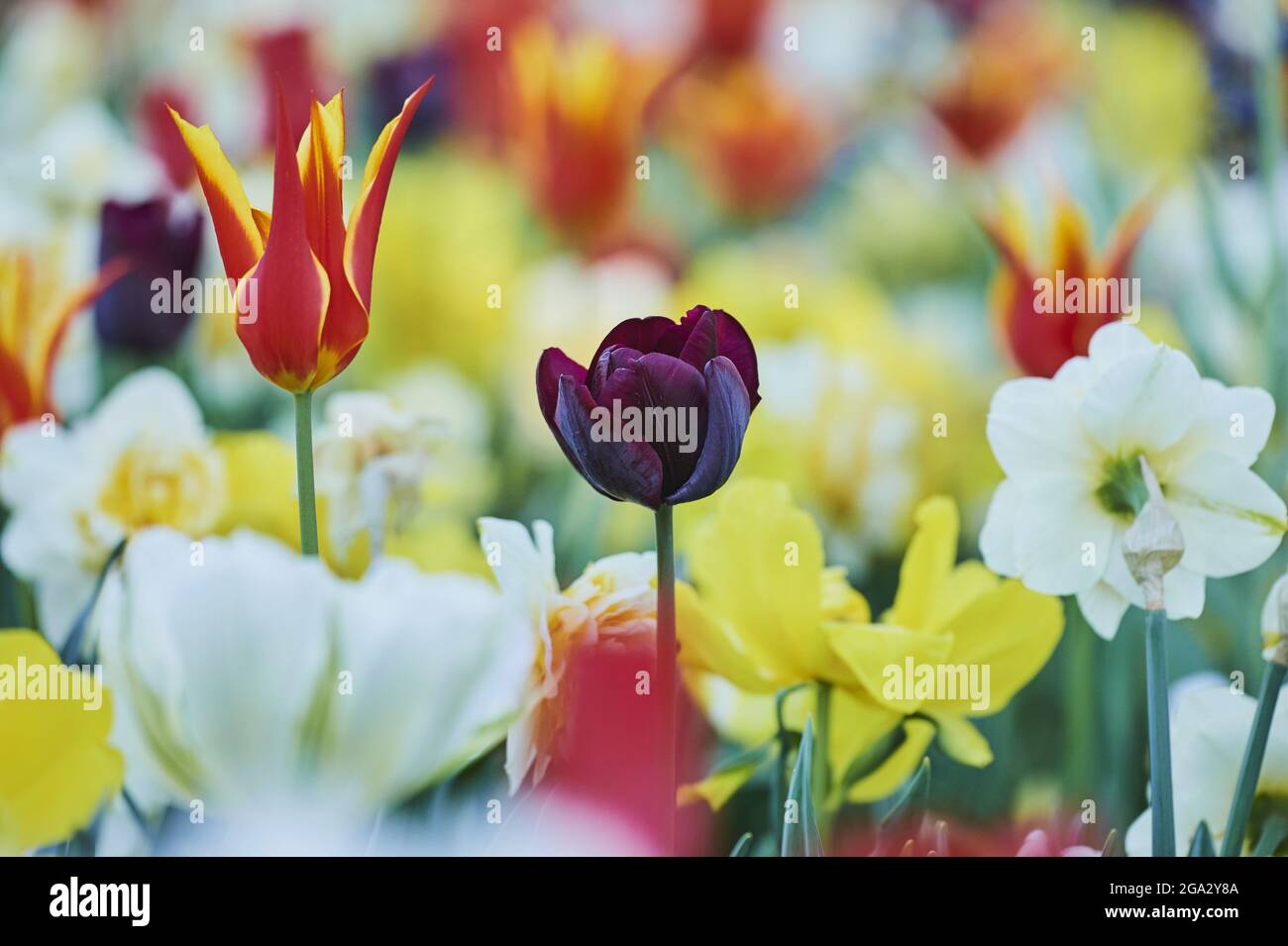 Gros plan d'un champ coloré de fleurs de tulipe ou de tulipe de jardin de Didier (Tulipa gesneriana) ; Bavière, Allemagne Banque D'Images