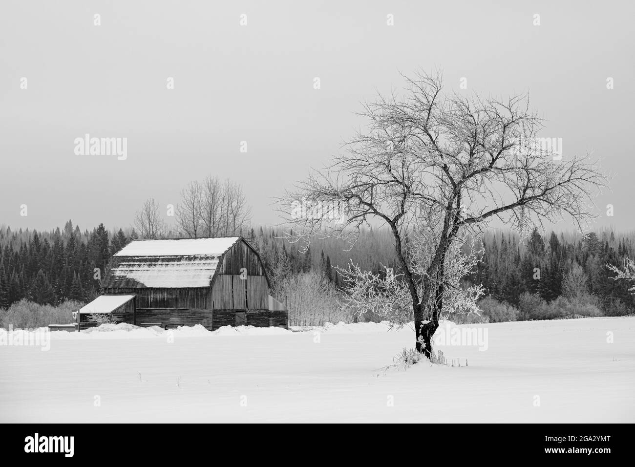 Grange avec arbre en hiver; Thunder Bay, Ontario, Canada Banque D'Images
