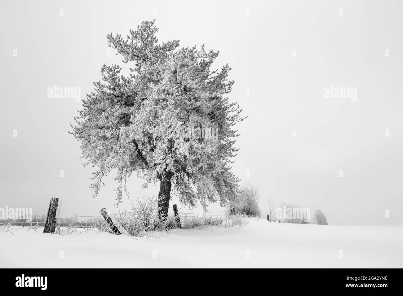 Arbres givré en hiver; Thunder Bay, Ontario, Canada Banque D'Images