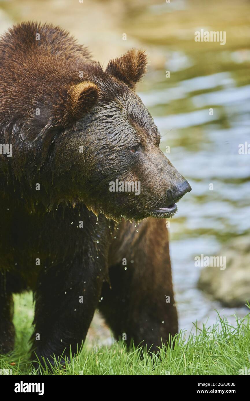 Ours brun eurasien (Ursus arctos arctos) dans un étang, captif, parc national de la forêt bavaroise; Bavière, Allemagne Banque D'Images