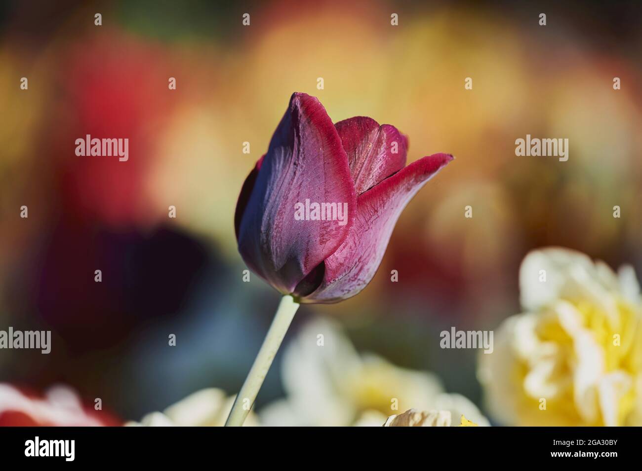Tulipe de Didier ou fleur de tulipe de jardin (Tulipa gesneriana); Bavière, Allemagne Banque D'Images