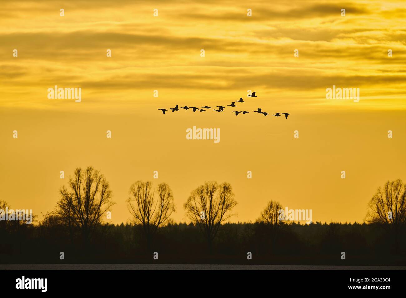 Les grandes oies à front blanc (Anser albifrons) et les bernaches à graylag (Anser anser) volant au coucher du soleil; Kiefenholz, Wiesent, Bavière, Allemagne Banque D'Images