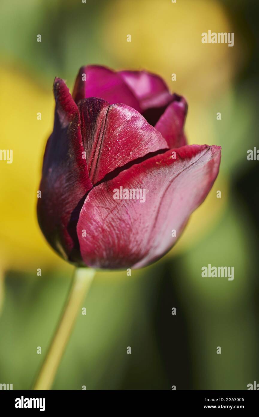 Tulipe de Didier ou fleur de tulipe de jardin (Tulipa gesneriana); Bavière, Allemagne Banque D'Images
