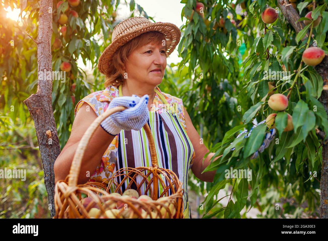 Femme âgée cueillant des pêches biologiques mûres dans le verger d'été. Fermier mettant des fruits dans un panier en bois. Jardinage et agriculture Banque D'Images