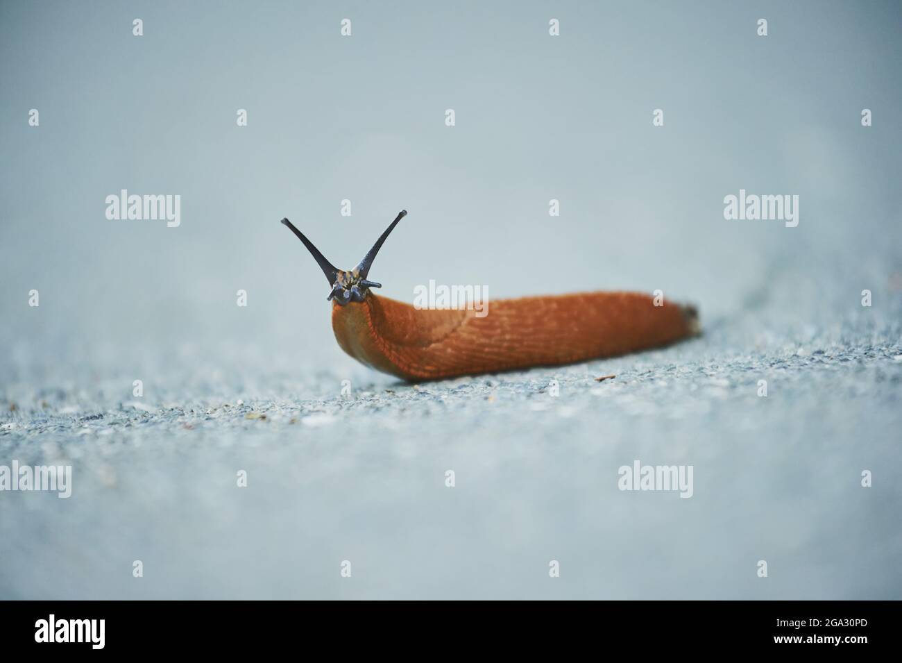 Slug rouge européen (Arion rufus) dans une rue; Bavière, Allemagne Banque D'Images