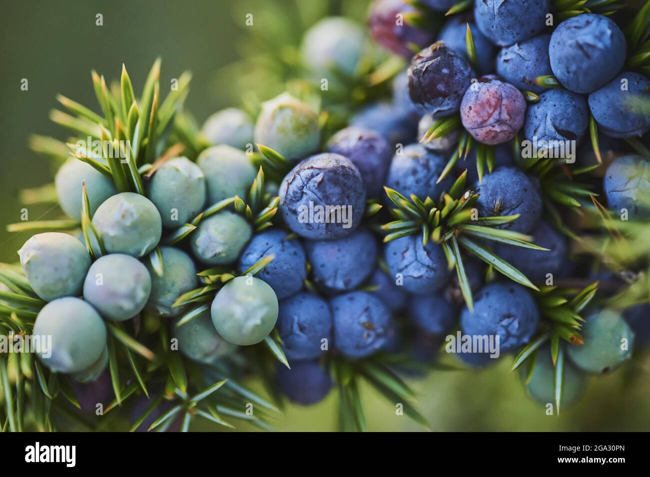 Fruits de genévrier commun (Juniperus communis); Bavière, Allemagne Banque D'Images