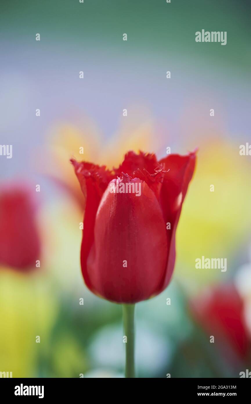 Tulipe de Didier ou fleur de tulipe de jardin (Tulipa gesneriana); Bavière, Allemagne Banque D'Images