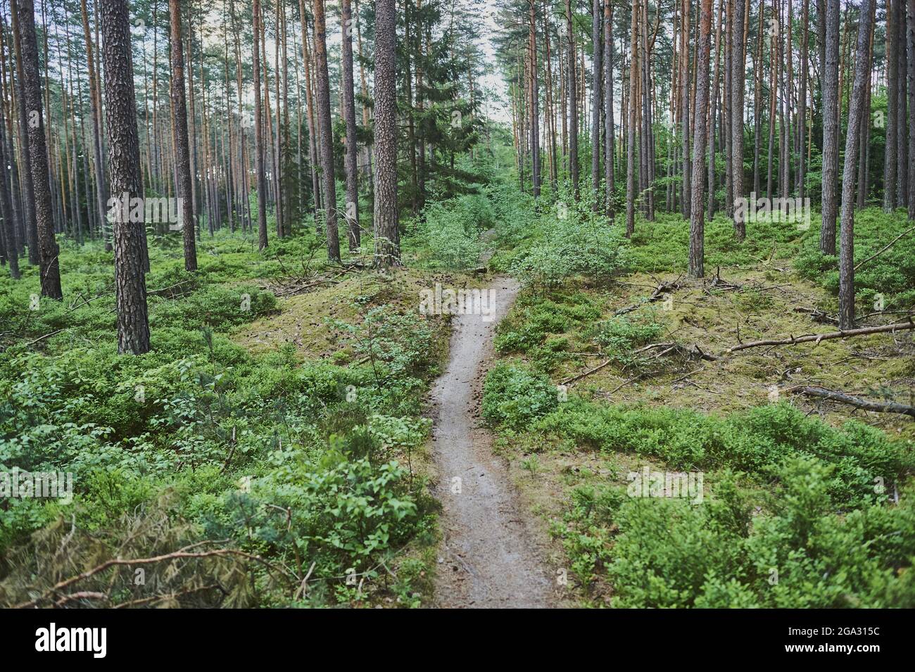 Sentier dans une forêt de pins écossais ou de pins rouges européens (Pinus sylvestris) avec de jeunes buissons de bleuets européens (Vaccinium myrtillus); Bavière, Allemagne Banque D'Images