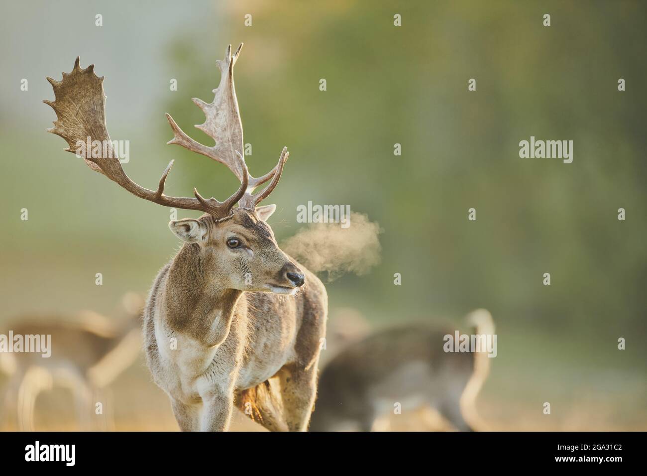 Portrait en buck de cerf de Virginie (Dama dama), captif; Bavière, Allemagne Banque D'Images