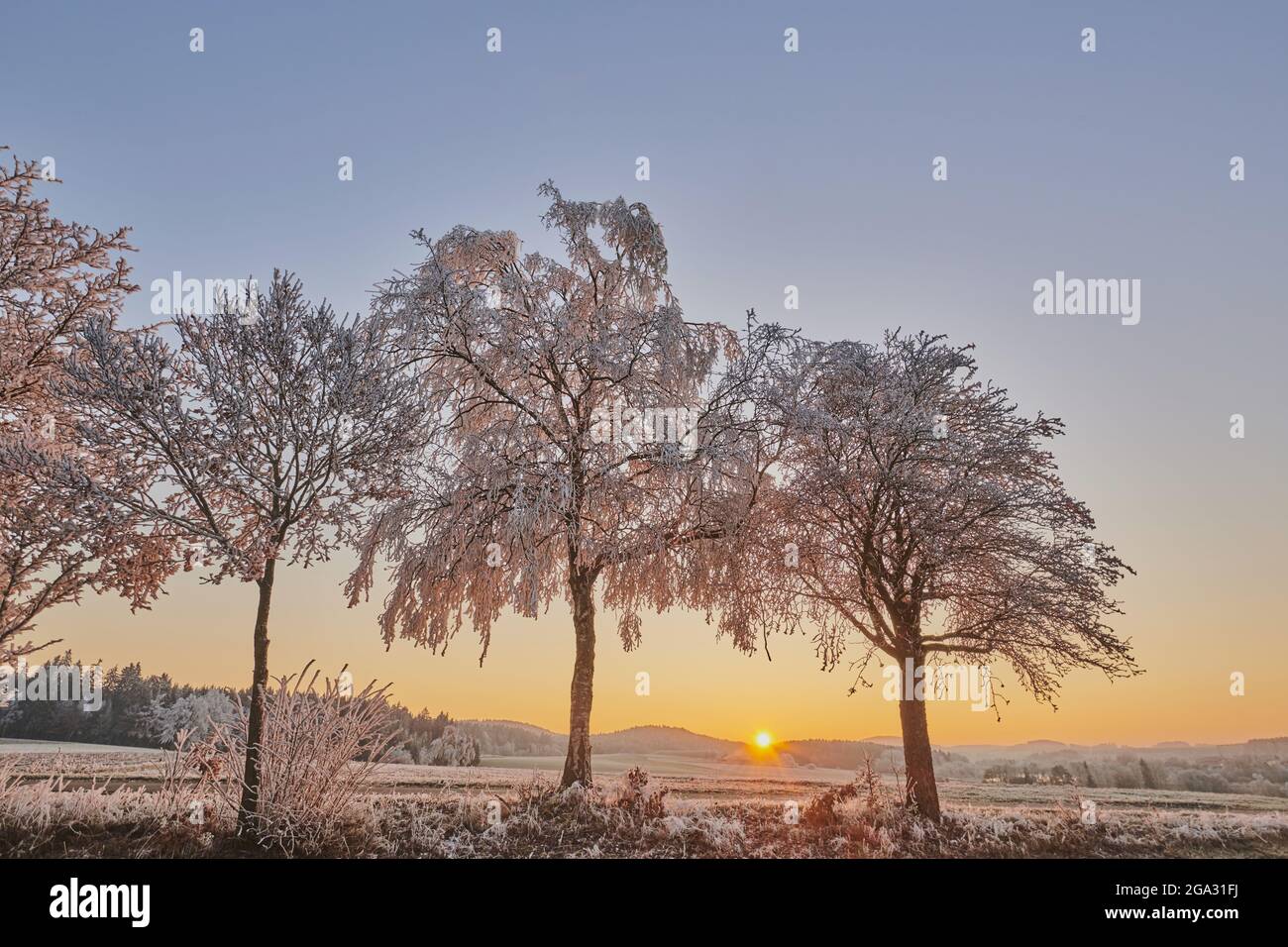 Bouleau argenté surgelé, bouleau verni ou bouleau blanc européen (Betula pendula) sur une prairie au lever du soleil; Bavière, Allemagne Banque D'Images