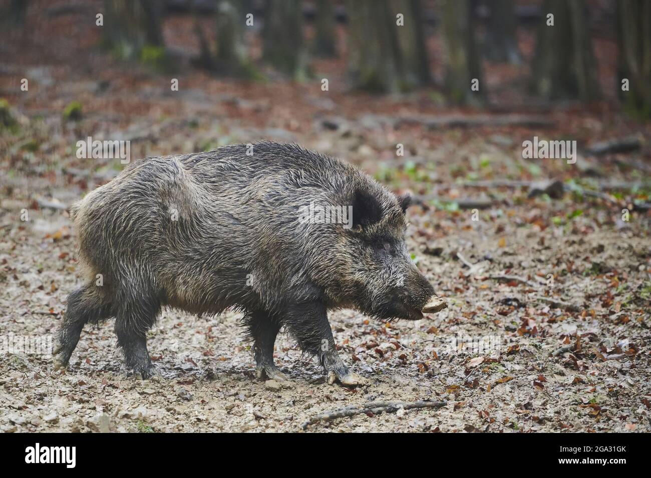 Sanglier (sus scrofa) dans une forêt, Kleine Fatra, Carpathian Mountains; Horna Suca, Slovaquie Banque D'Images
