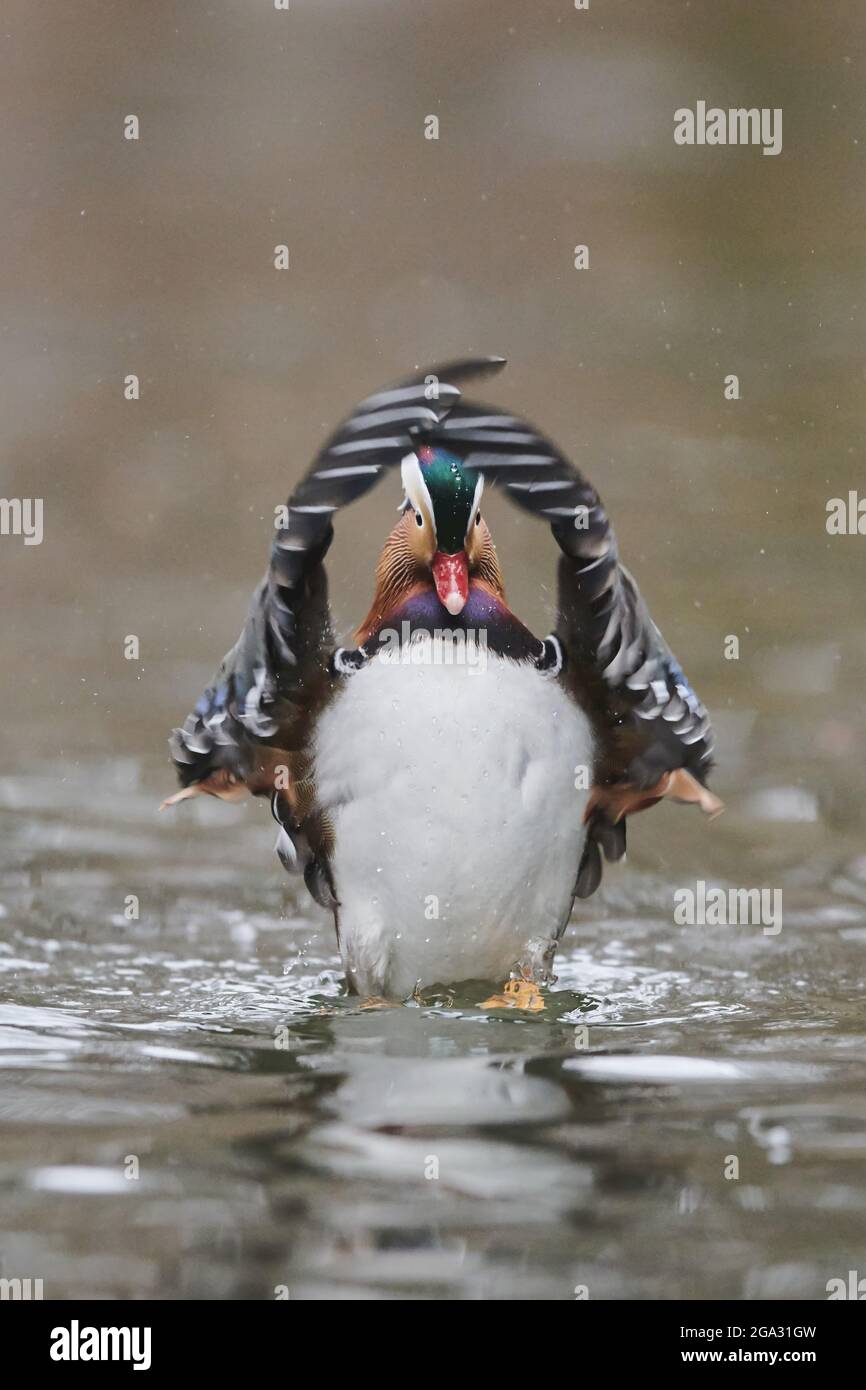 Canard mandarin (Aix galericulata) mâle sur un lac; Bavière, Allemagne Banque D'Images