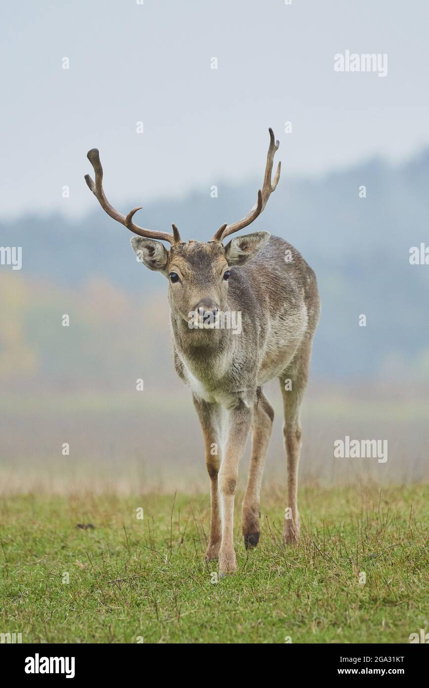 Portrait en buck du cerf de Virginie (Dama dama), captif ; Bavière, Allemagne Banque D'Images