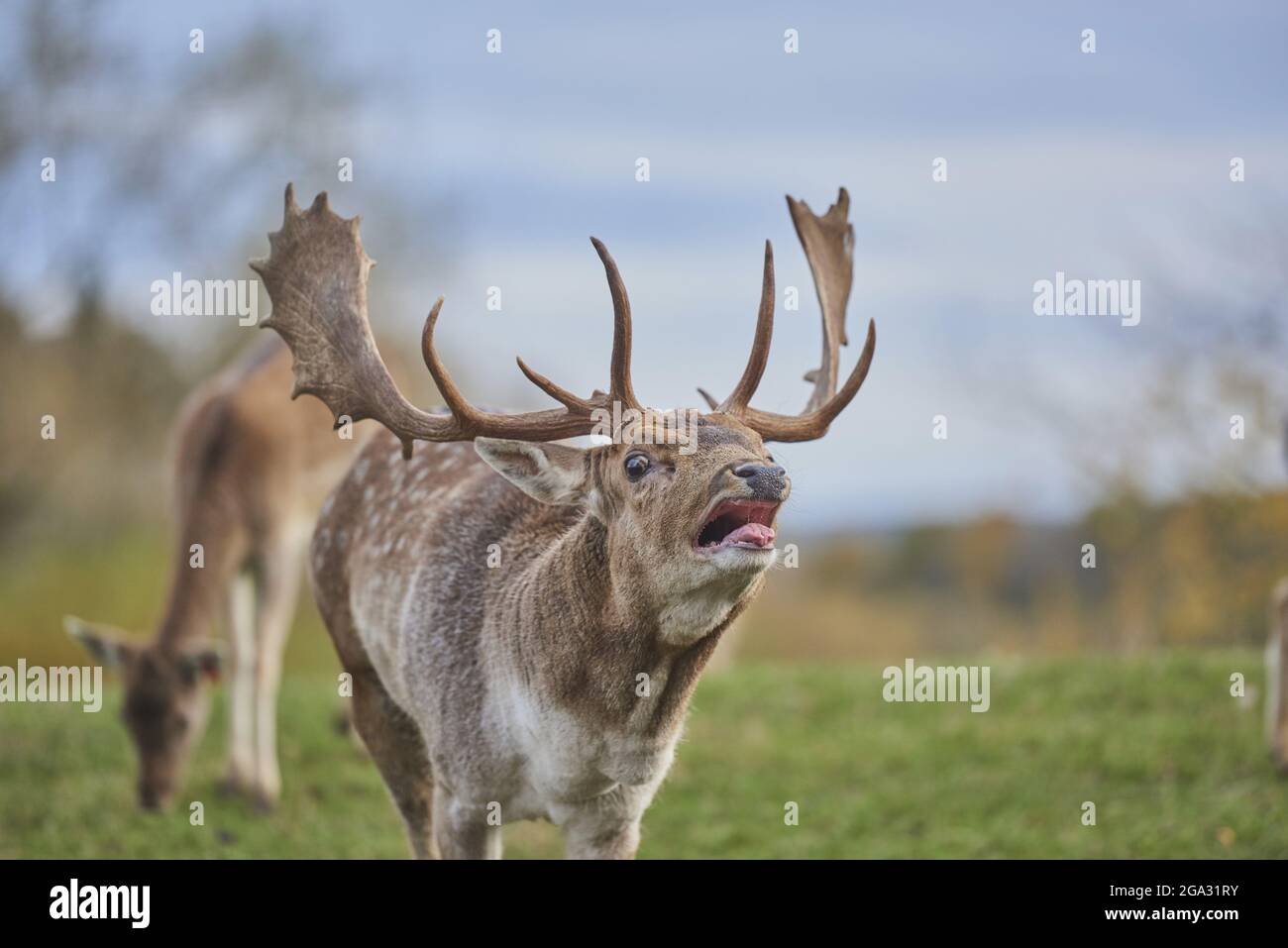 Cerf de Virginie (Dama dama) sur un pré, en captivité; Bavière, Allemagne Banque D'Images