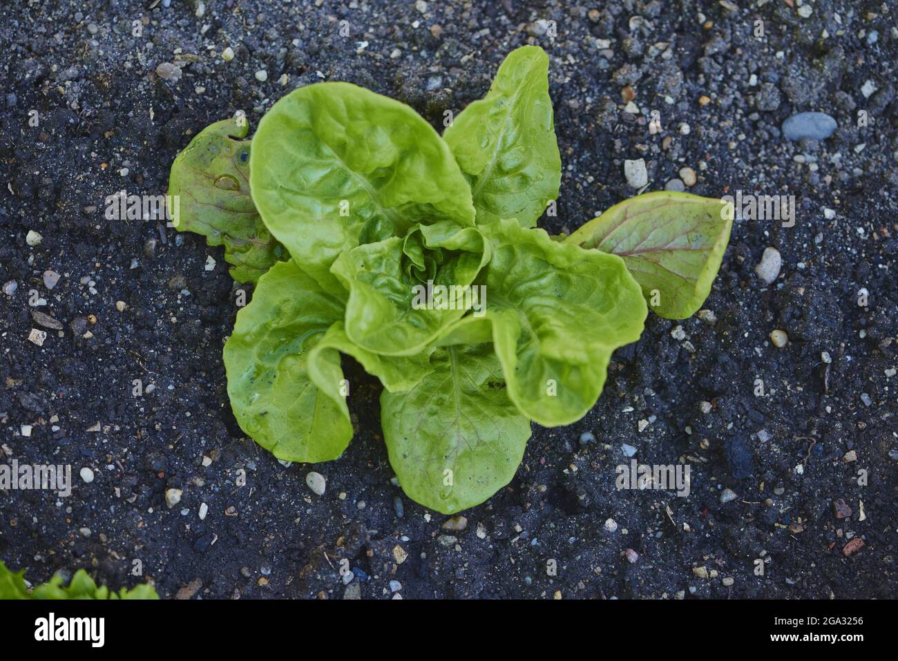 Laitue (Lactuca sativa var. Capitata) poussant dans un jardin au printemps; Haut-Palatinat, Bavière, Allemagne Banque D'Images