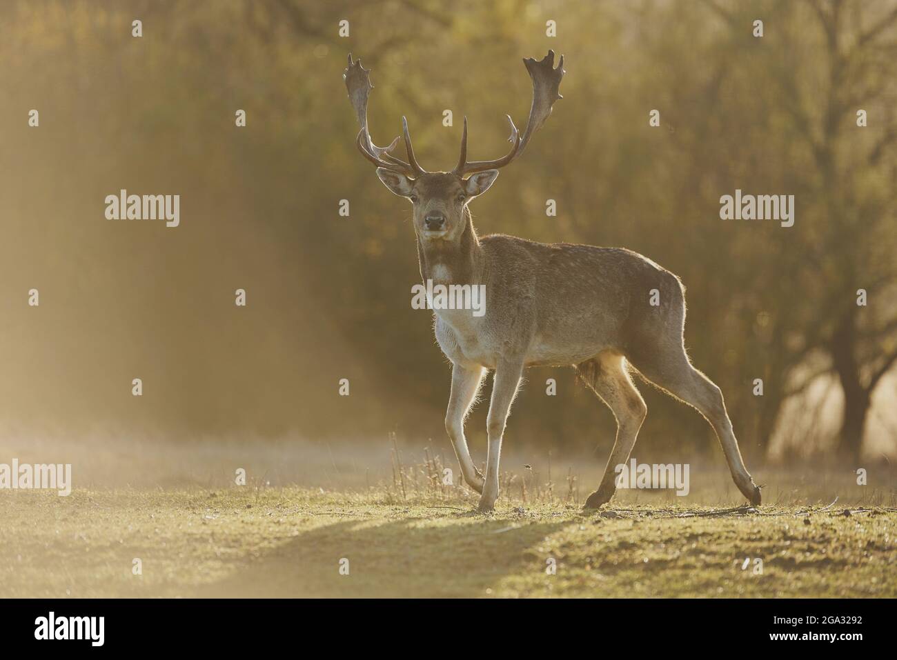 Portrait en buck du cerf de Virginie (Dama dama) sur un pré, en captivité; Bavière, Allemagne Banque D'Images