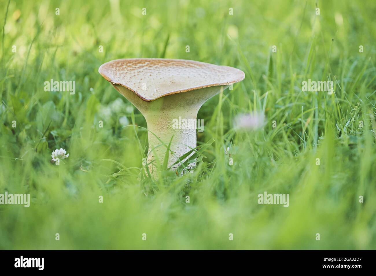 Champignon du dos du faisan (Ceriporus squamosus); Bavière, Allemagne Banque D'Images