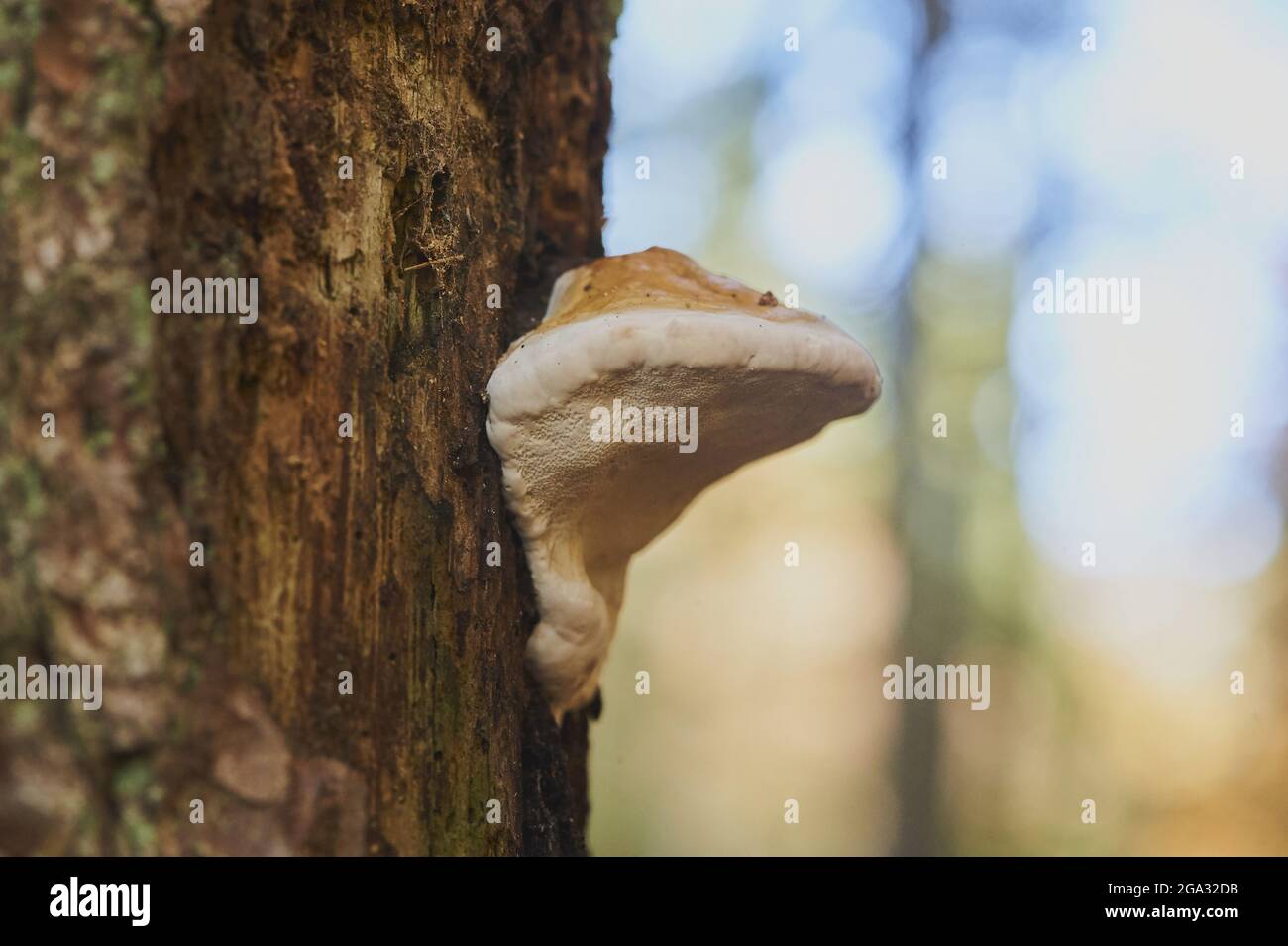Conk à ceinture rouge (Fomitopsis pinicola) champignon sur un tronc d'arbre; Bavière, Allemagne Banque D'Images