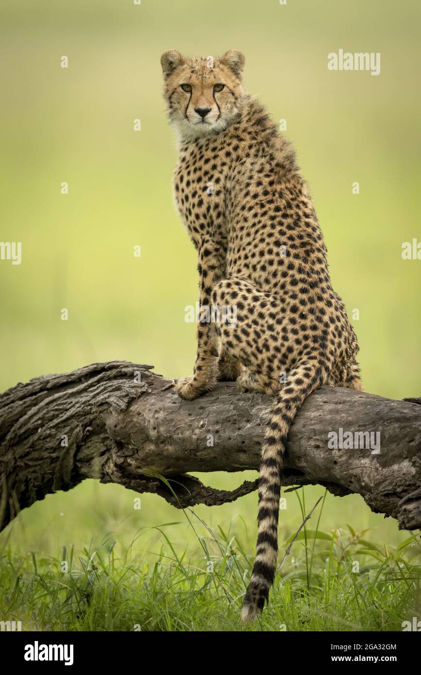 Cheetah cub (Acinonyx jubatus) est assis sur une caméra de surveillance de grumes, Réserve nationale de Maasai Mara; Narok, Masai Mara, Kenya Banque D'Images