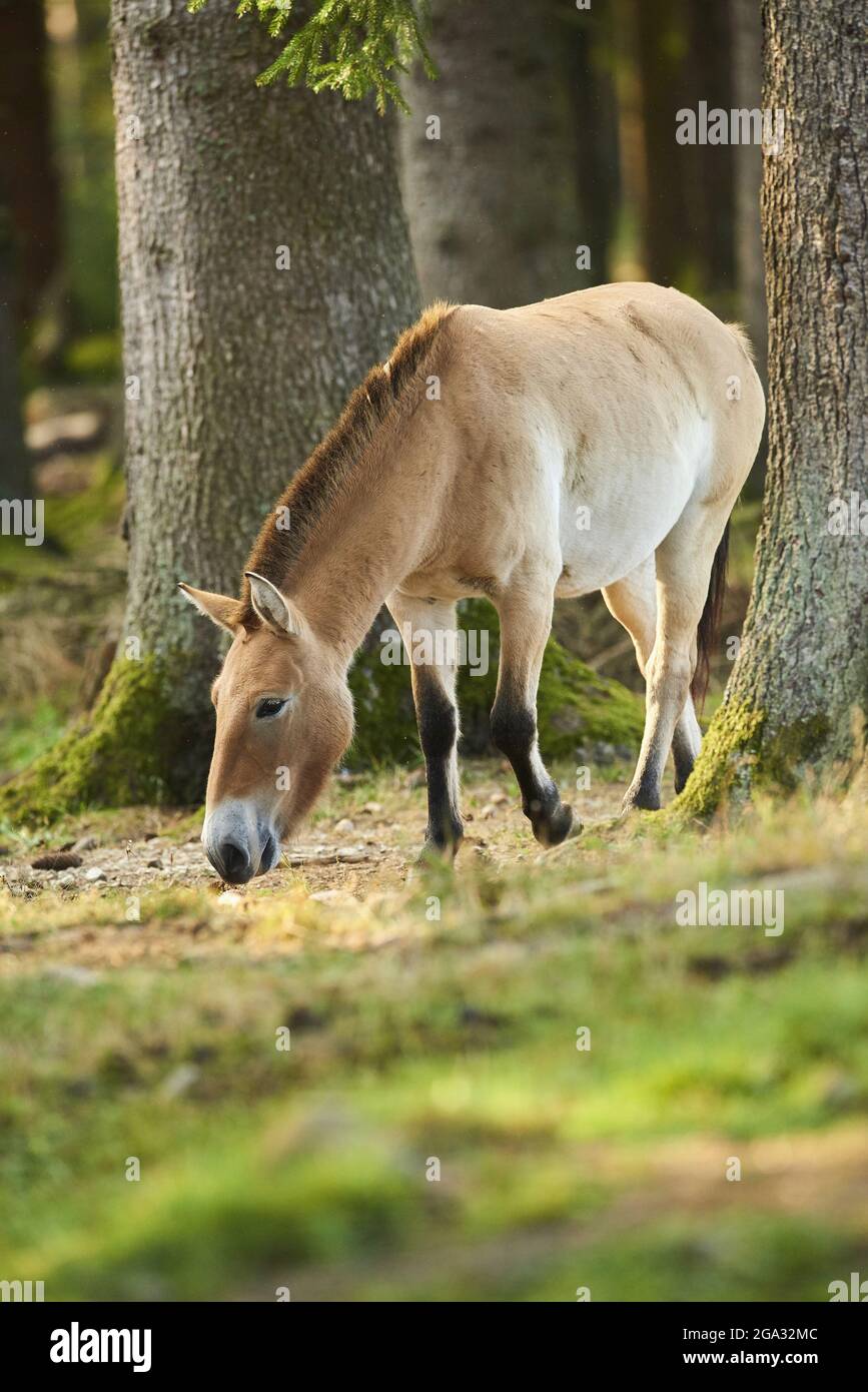 Cheval de Przewalski ou cheval sauvage mongol (Equus ferus przewalskii), captif, parc national de la forêt bavaroise, Bavière, Allemagne Banque D'Images