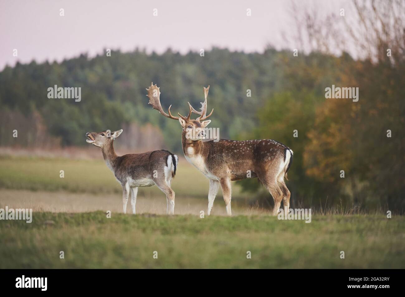 Cerf de Virginie (Dama dama) buck et doe sur un pré, en captivité; Bavière, Allemagne Banque D'Images