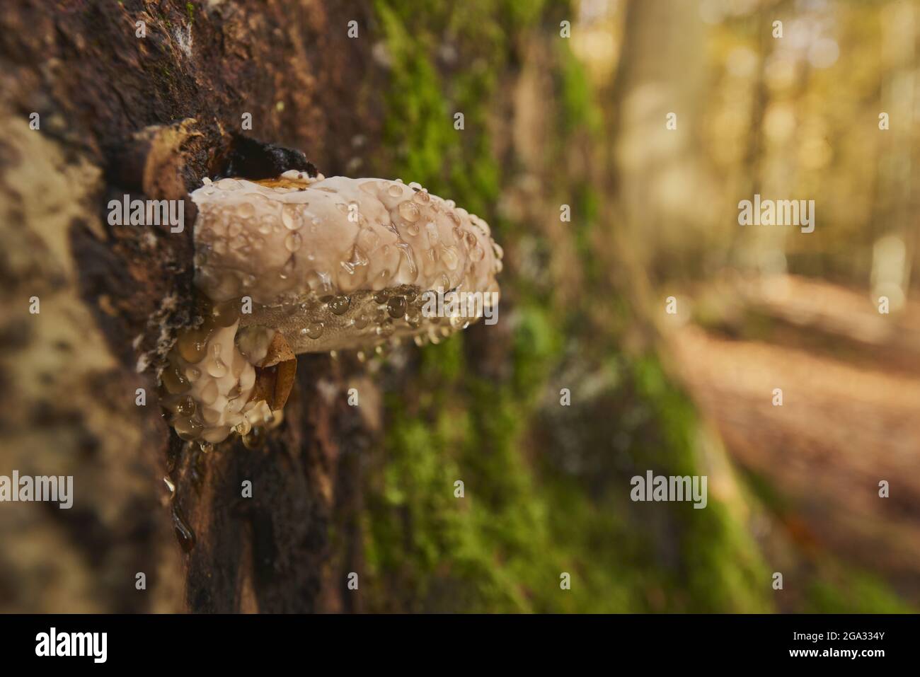 Conk à ceinture rouge (Fomitopsis pinicola) champignon sur un tronc d'arbre; Bavière, Allemagne Banque D'Images