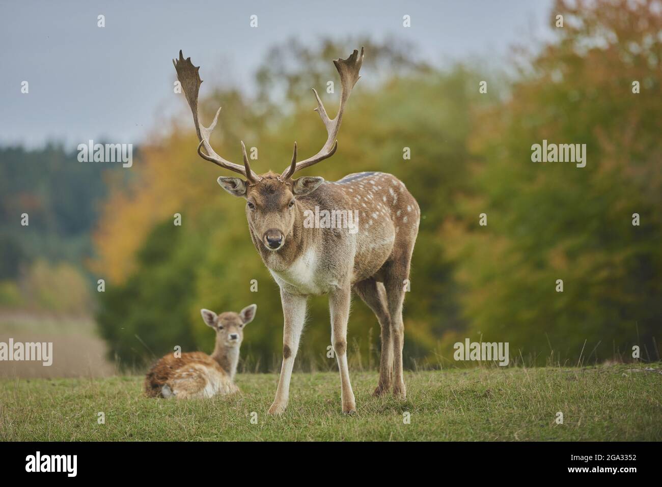 Cerf de Virginie (Dama dama) buck et doe sur un pré, en captivité; Bavière, Allemagne Banque D'Images