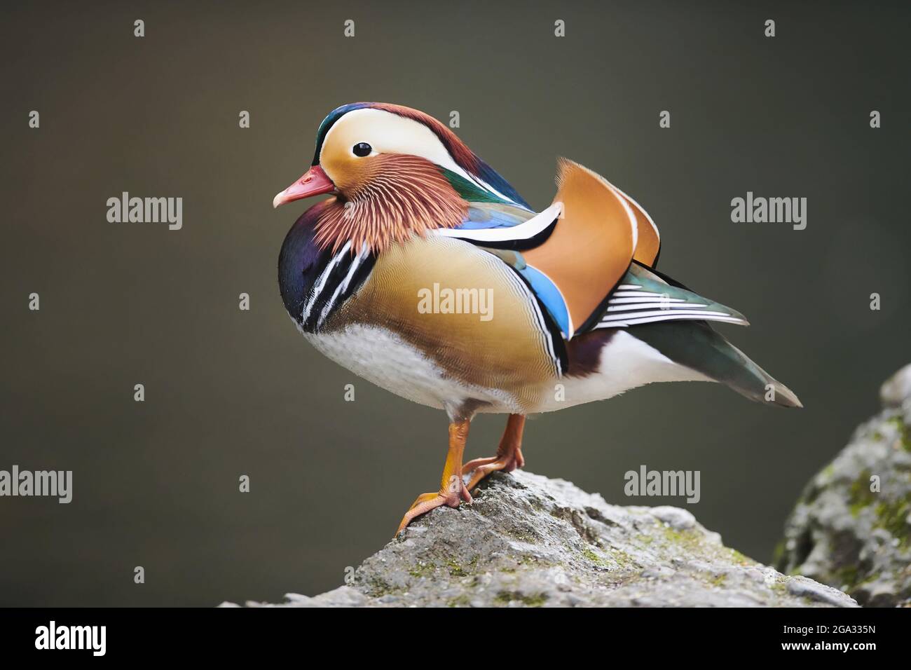 Canard mandarin (Aix galericulata) mâle debout sur un rocher; Bavière, Allemagne Banque D'Images