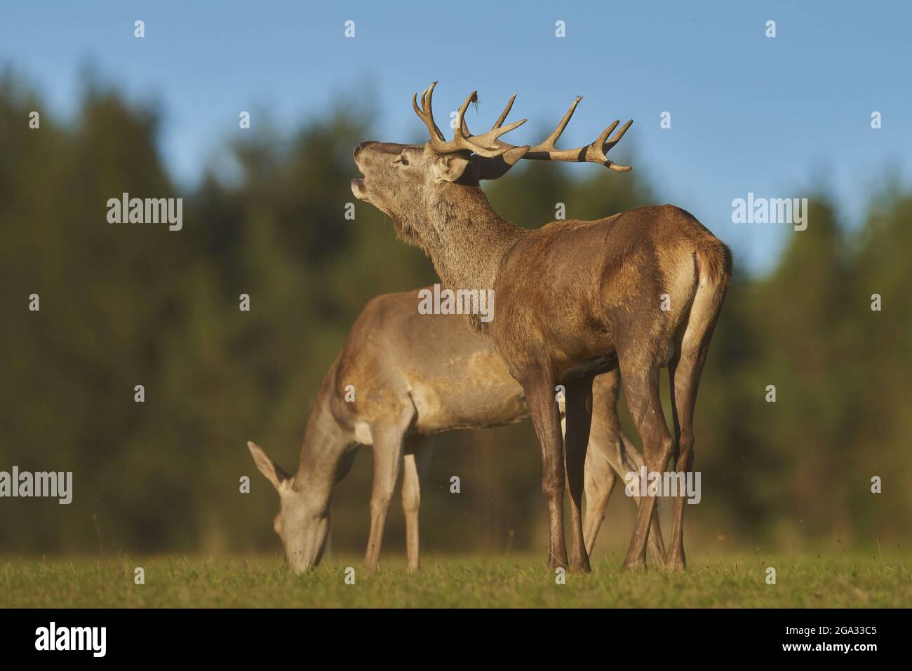 Cerf rouge (Cervus elaphus) sur un pré, en captivité; Bavière, Allemagne Banque D'Images