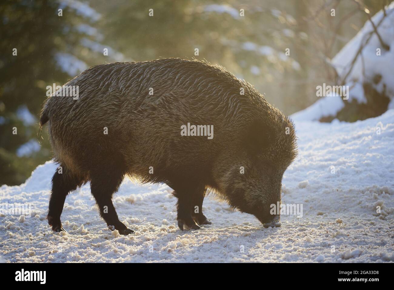 Sanglier (sus scrofa) dans une forêt en hiver, parc national de la forêt bavaroise; Bavière, Allemagne Banque D'Images