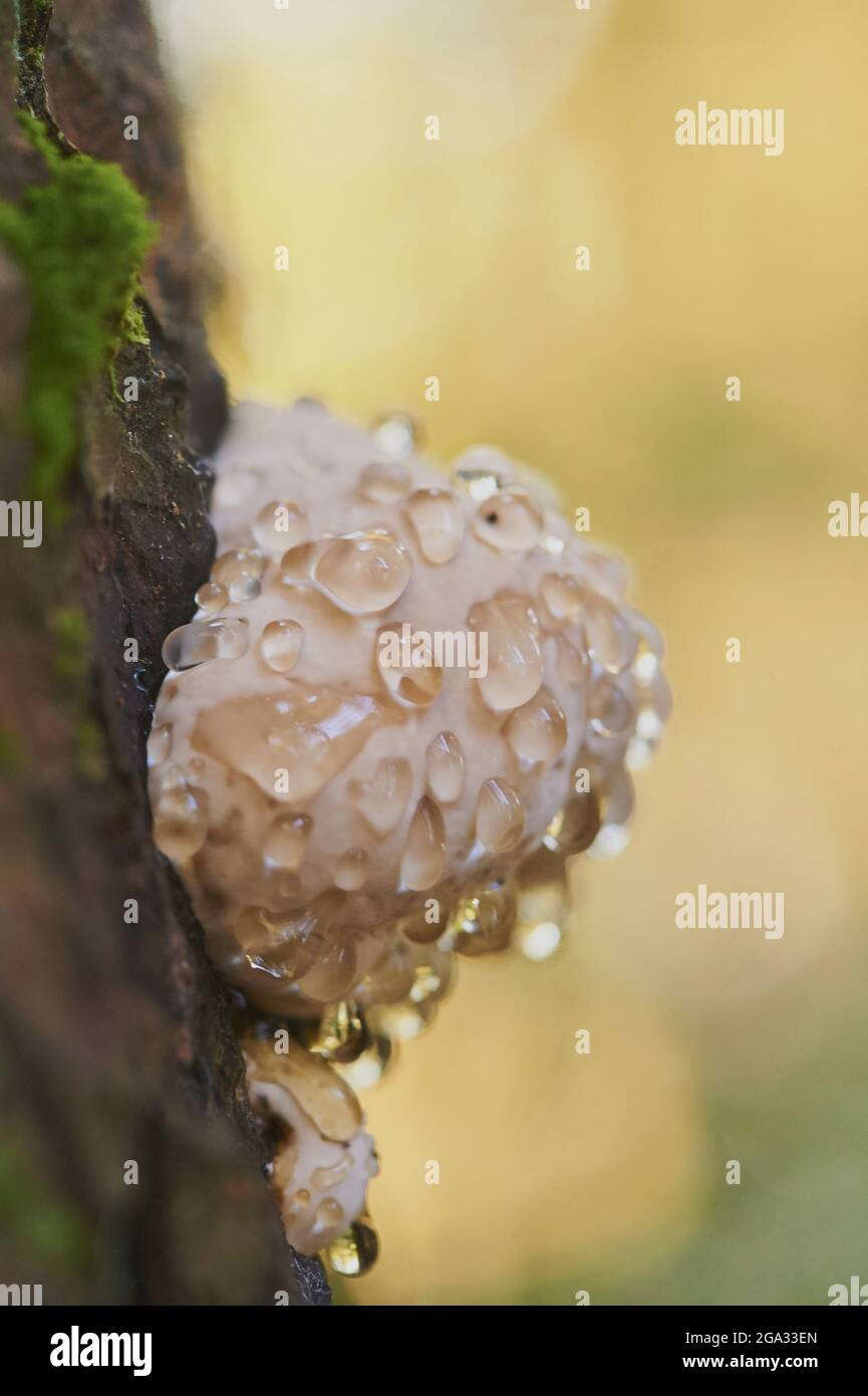 Conk à ceinture rouge (Fomitopsis pinicola) champignon sur un tronc d'arbre; Bavière, Allemagne Banque D'Images