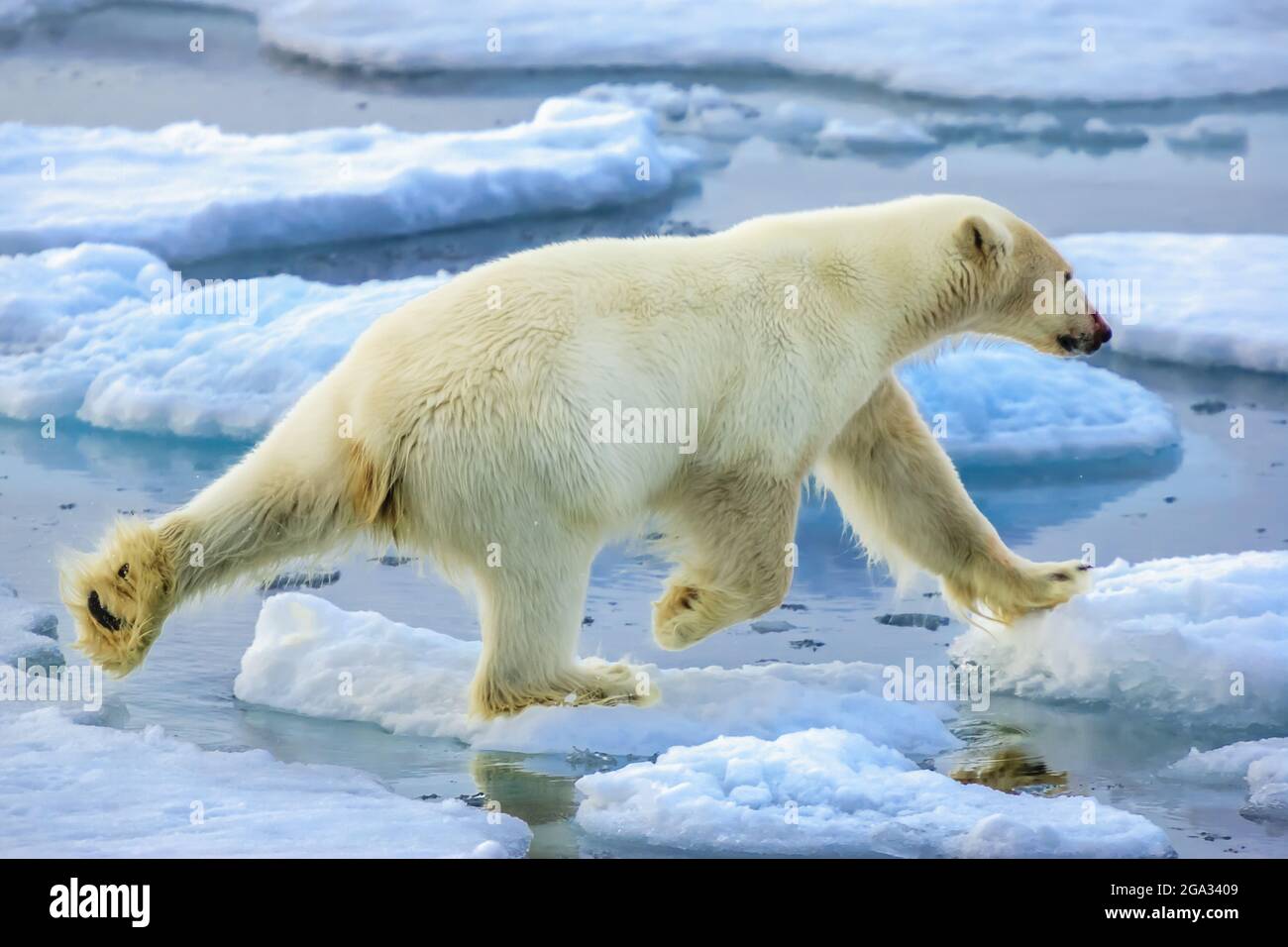 Ours polaire (Ursus maritimus) chassant le long de la lisière de glace,  réserve naturelle du Svalbard nord-est; Svalbard, Norvège Photo Stock -  Alamy