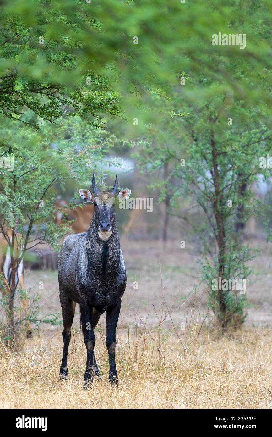 Antilope indienne (Antilope cervicapra), ou Blackbuck, dans un désert rural autour de Nimaj, Jaitaran Pali, Inde; Pali, Rajasthan,Inde Banque D'Images