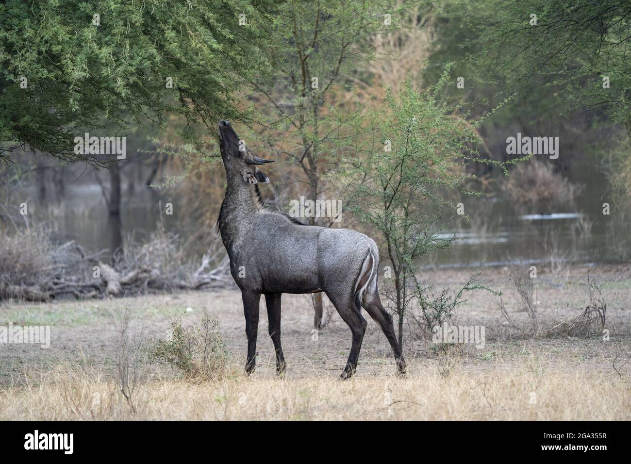 Antilope indienne (Antilope cervicapra), ou Blackbuck, se nourrissant sur le feuillage dans un désert rural autour de Nimaj, Jaitaran Pali, Inde; Pali, Rajasthan, Inde Banque D'Images