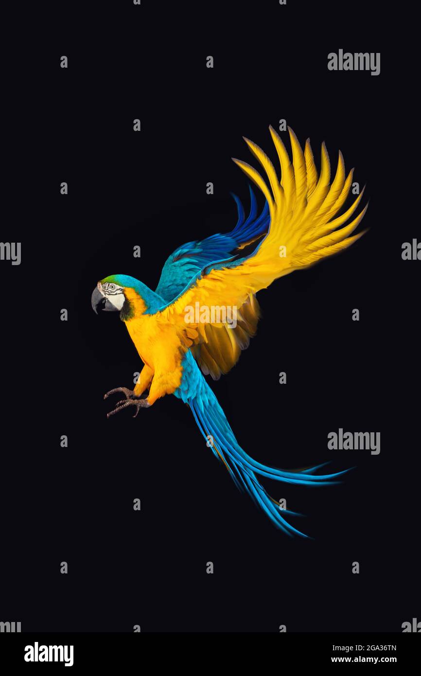 Perroquet de Macaw volant isolé sur fond noir Banque D'Images
