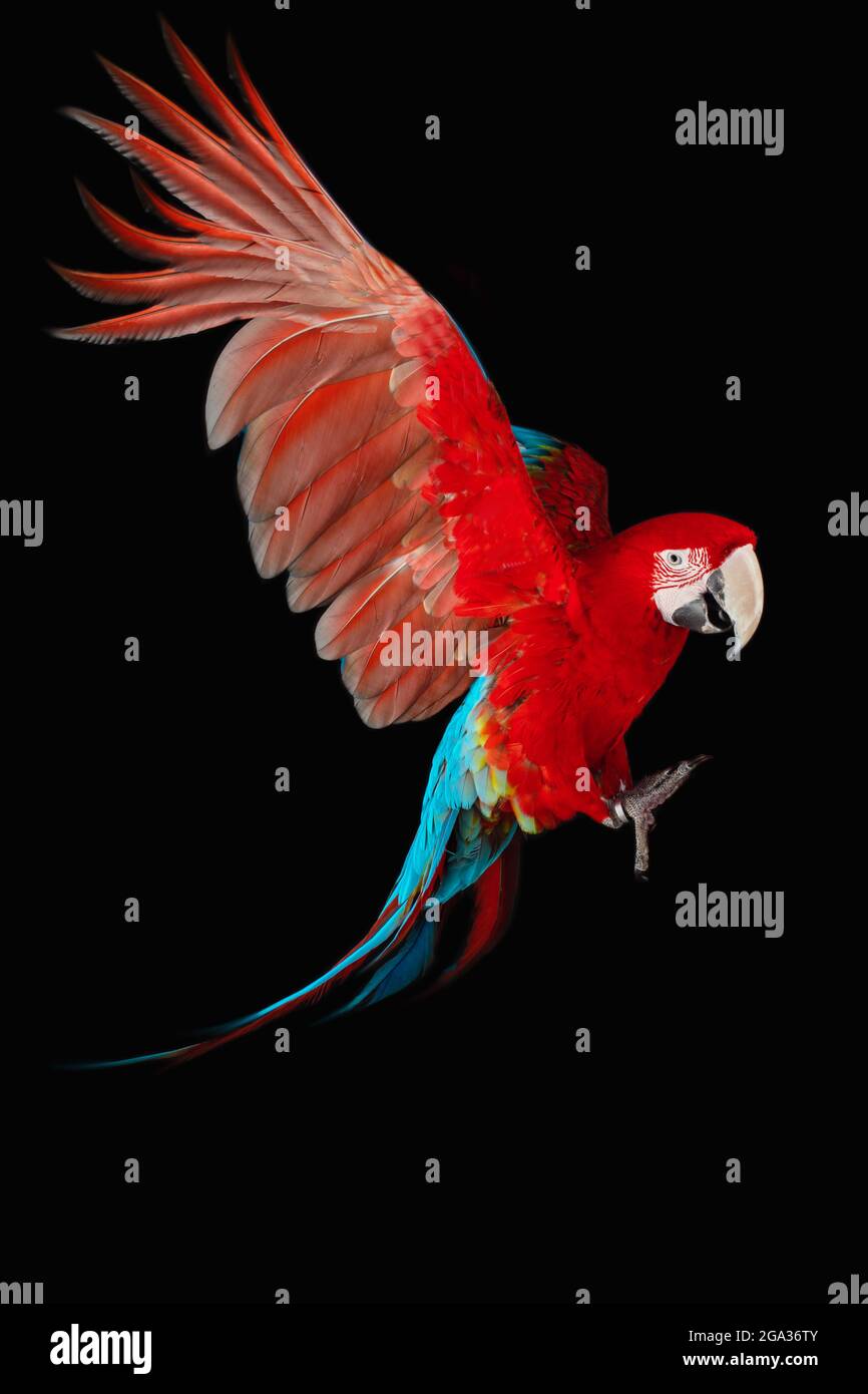 Perroquet de Macaw volant isolé sur fond noir Banque D'Images