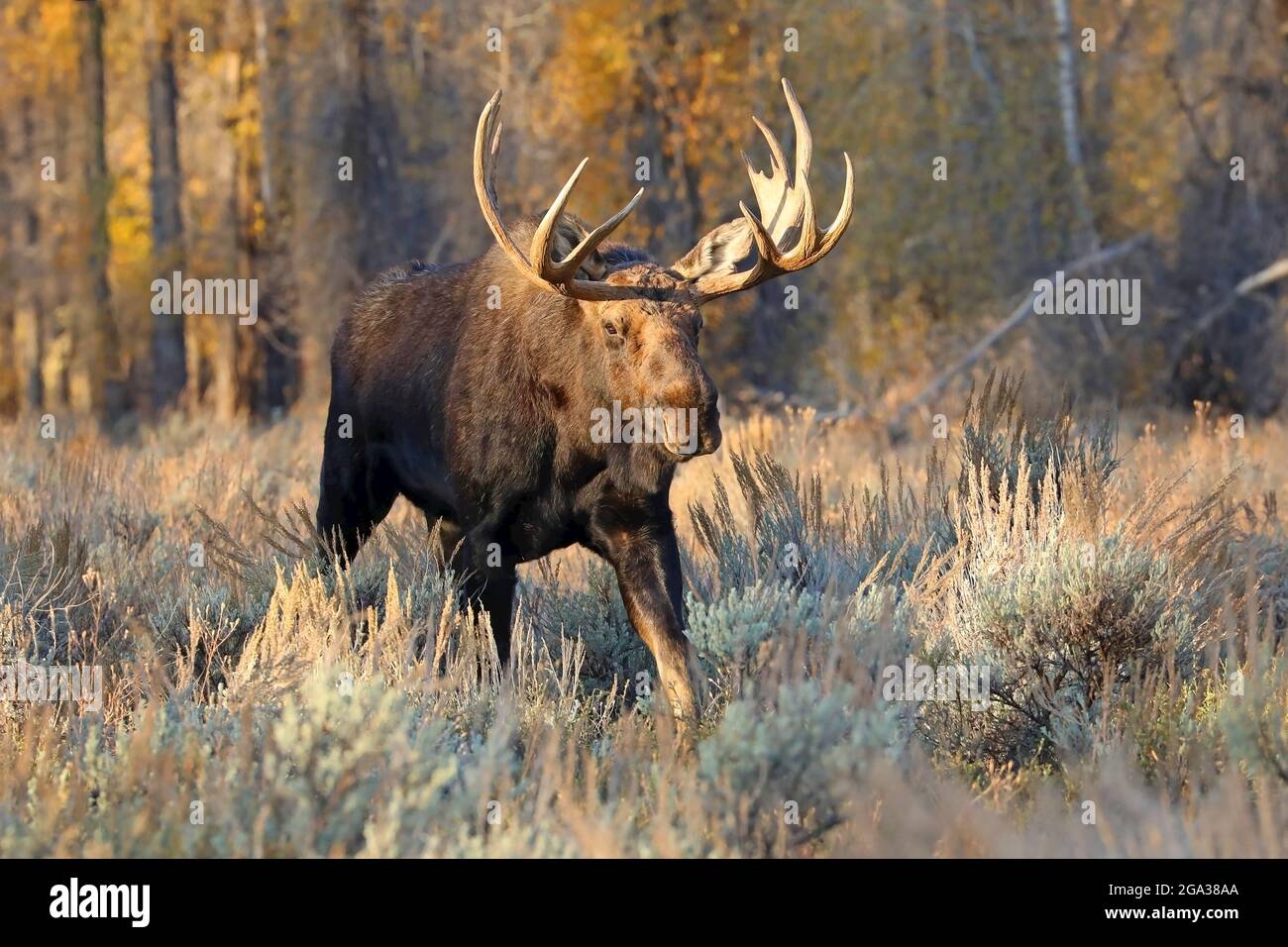 Bull Shiras orignal (Alces alces shirasi) se déplaçant à travers un champ de broussailles en automne, parc national de Grand Teton; Wyoming, États-Unis d'Amérique Banque D'Images Bull Shiras orignal (Alces alces shirasi) se déplaçant à travers un champ de broussailles en automne, parc national de Grand Teton; Wyoming, États-Unis d'Amérique Banque D'Images