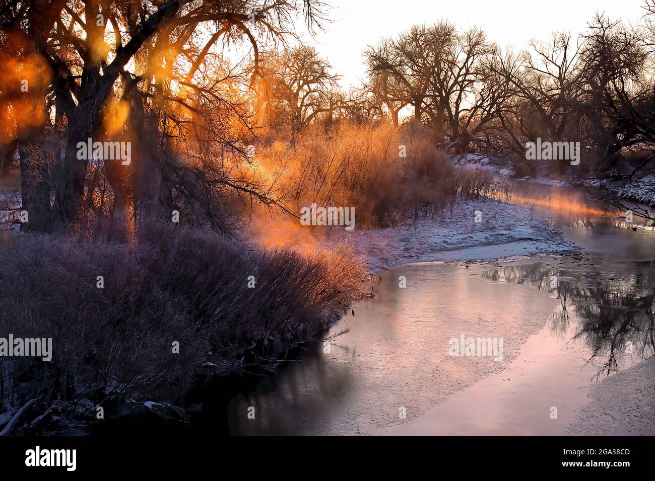 Feuillage givré ensoleillé le long de la rivière poudre au lever du soleil, près de fort Collins, Colorado, États-Unis; Colorado,États-Unis d'Amérique Banque D'Images