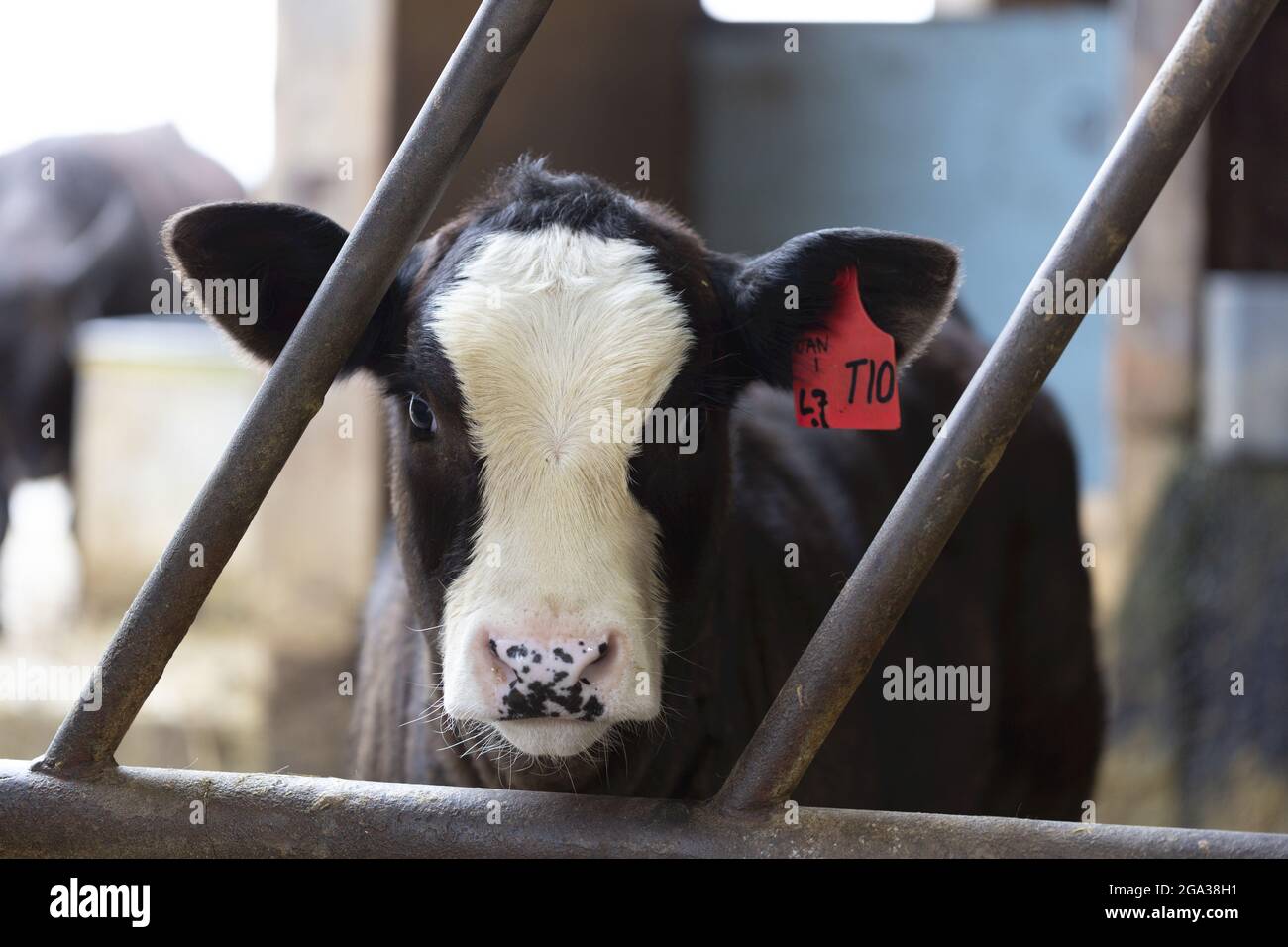 Plan rogné d'une vache noire et blanche debout dans une ferme pendant la journée ; Surrey, Colombie-Britannique, Canada Banque D'Images