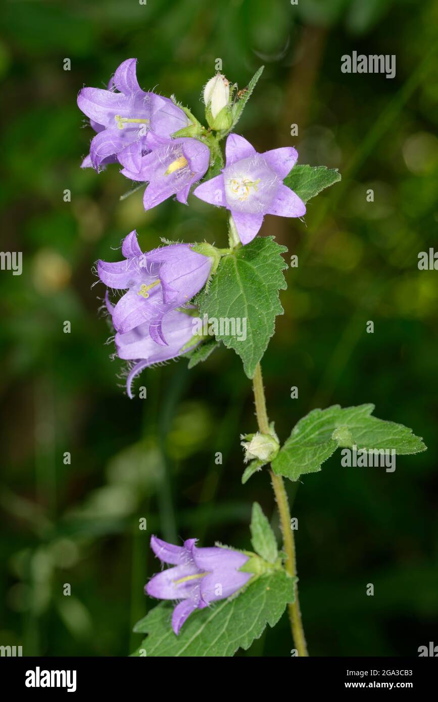 Fleur de bois d'ortie - Campanula trachlium, fleur de bois d'oranger Banque D'Images
