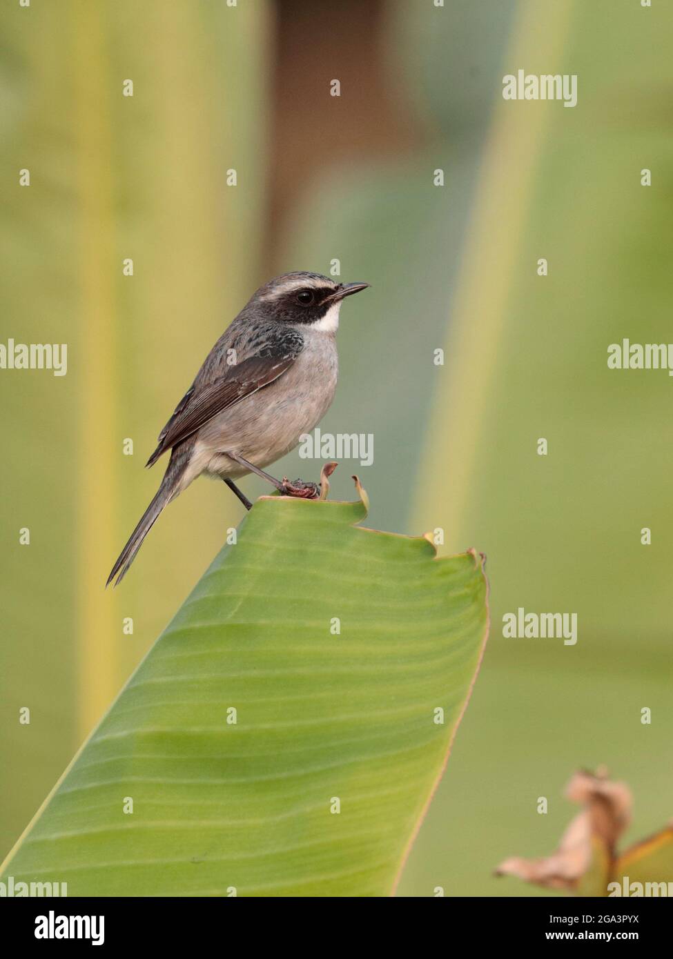 Grey Bush Chat (Saxicola ferreus), vue verticale d'un mâle adulte, perché sur une feuille de bananier, nouveaux Territoires, Hong Kong, Chine 17 janvier 2021 Banque D'Images